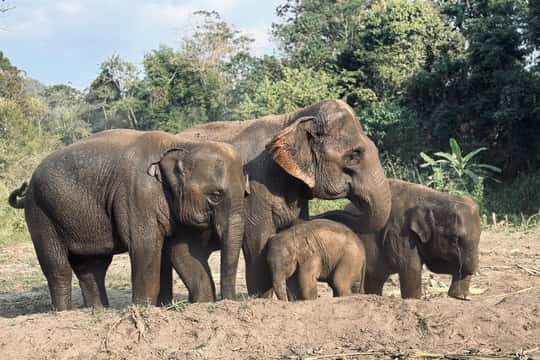 Chiang Mai: Elephant Sanctuary Feeding Program Half-Day Tour